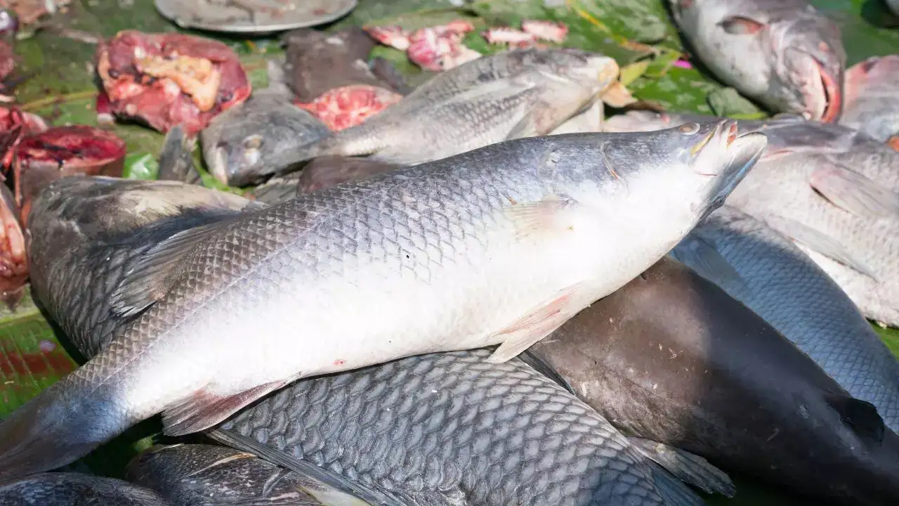 তাজা মাছ চেনার উপায়