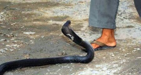 বিষধর সাপ কিনা বুঝার উপায়, কামড়ালেই কী করবেন বিষধর সাপ