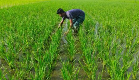 Bangladesh’s Food Security at Risk: Climate Change Ravages Agricultural Heartland climate change bangladesh agriculture