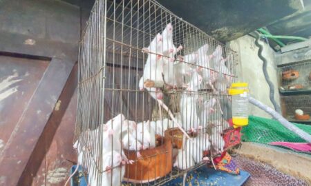 ইঁদুরের ব্যবসা করে মাসে