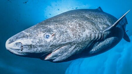 বিশ্বে দীর্ঘজীবী