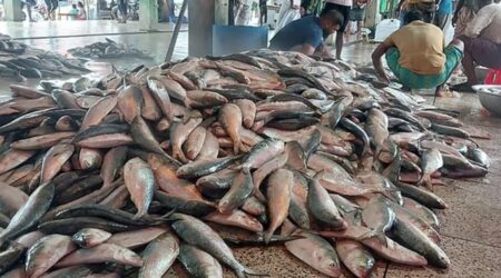 এমন ভাগ্য কখনও আসেনি—এক ট্রলারেই ওঠল ৬১ মণ ইলিশ এমন ভাগ্য কখনও আসেনি