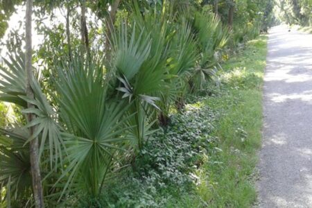 রংপুরে লাগানো দুই লাখ তাল