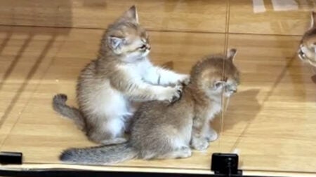 বিড়ালছানার বন্ধুত্ব,! পিঠে ব্যথা কমাতে বন্ধুকে দিয়ে মালিশ করাচ্ছে! Cat