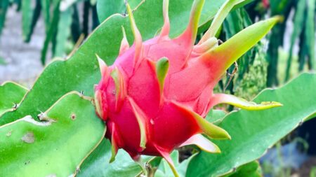 ড্রাগন ফলের যত উপকারিতা, জেনে নিন Dragon