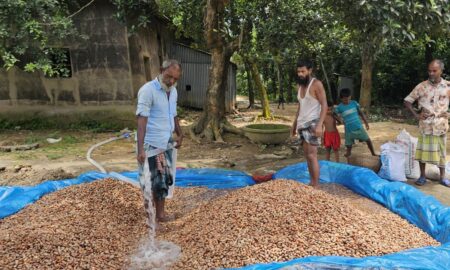কাঁঠালের বিচিতে বদলে যাচ্ছে শ্রীপুরের অর্থনীতির গল্প Gazipur (Sripur)