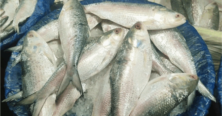 Hilsa