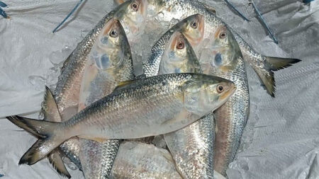 ৫০০ গ্রাম ওজনের ইলিশের কেজি ২ হাজার টাকা! Hilsa
