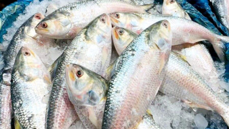 ইলিশের দাম