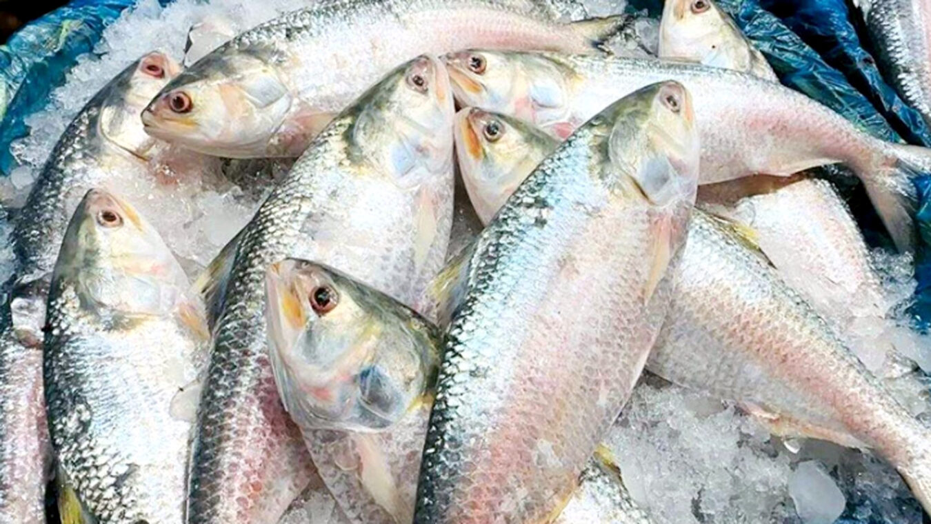 ইলিশের দাম