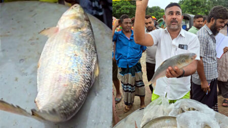 পদ্মার এক ইলিশ ৮ হাজার ৬শ’ টাকায় বিক্রি Ilsha