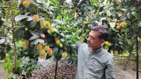 রামবুটান চাষে ভাগ্য বদল: প্রবাস ফেরত আফজাল শেখের সাফল্যের গল্প Kaligonj-Gazipur-Afzal Sheikh's success story after returning from exile (3)