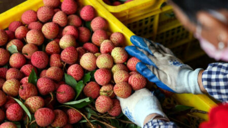 Lychee Logistics Revolution: How China’s Fruit Boom Fuels National Market Integration national market