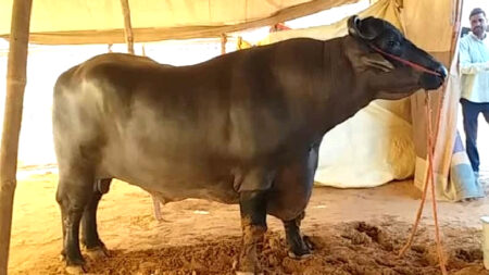 বীর্যের চাহিদায় শীর্ষে আনমোল, ২৩ কোটি টাকার মহিষের পেছনে রোজ খরচ ১৫০০ টাকা! Mohish