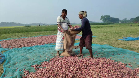 দেশে পেঁয়াজের উৎপাদন বাড়িয়ে স্বয়ংসম্পূর্ণতা অর্জনের পদক্ষেপ Onion
