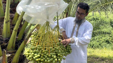 খাগড়াছড়িতে আরবের খেজুর চাষে মিলেছে সাফল্য Soudi