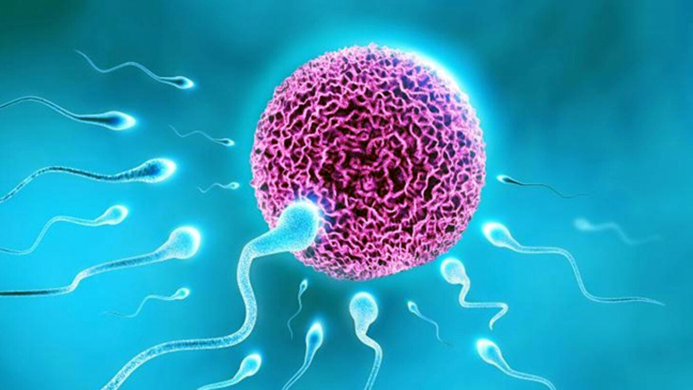 শুক্রাণু