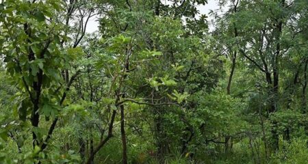 ছবিটি জুম করে লুকিয়ে আছে বাঘ খুঁজে বের করার চ্যালেঞ্জ নিন Tiger