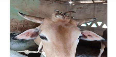 ৭ শিংওয়ালা গরু