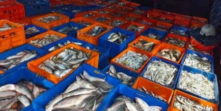 ভারতীয়দের ধরা মাছ বিক্রি করে দিলো বাংলাদেশ ভারতীয়দের ধরা মাছ বিক্রি