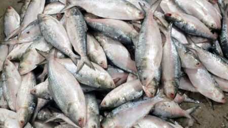 hilsa fish