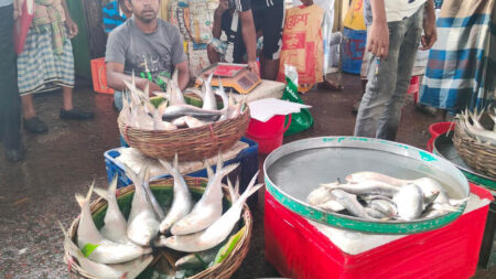 ভরা মৌসুমেও ইলিশের সংকট, কেজি ২৮০০ টাকা hilsha