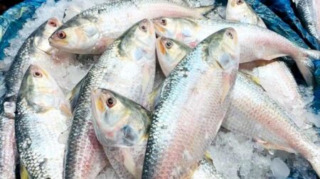 ইলিশের দাম