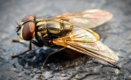 মাংসখেকো লার্ভা