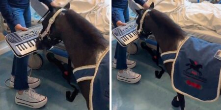 Mini Horse Hospital Visit Goes Viral Over Keyboard Performance