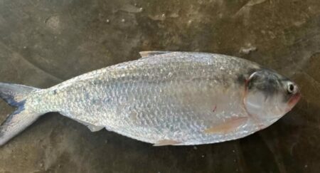 কুয়াকাটায় এক ইলিশের দাম ৭ হাজার ৭০০ টাকা ইলিশ