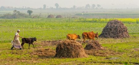 গ্রামে ভালো জীবনযাপন