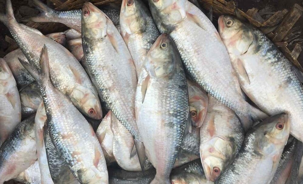 দুর্গাপূজা