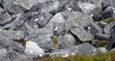 ছবিটি জুম করে পাথরের ভিড়ে লুকিয়ে থাকা পাখিটি খুঁজে বের করুন পাথর