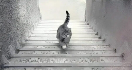 ছবিটি জুম করে বলুন বিড়ালটি সিঁড়ি দিয়ে উঠছে নাকি নামছে? ৯৯% মানুষ ভুল উত্তর দেন বিড়াল