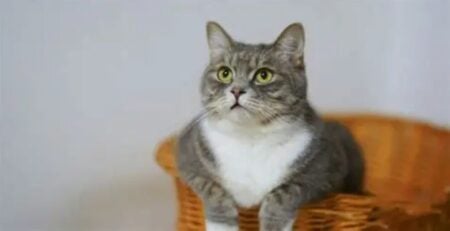 বিড়ালদের আচরণ বুঝার উপায়