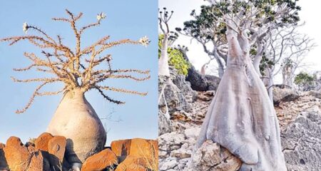 বোতল গাছ