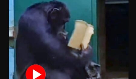 গরমে রেহাই পেতে ‘হাতপাখা’ দিয়ে হাওয়া খাচ্ছে শিম্পাঞ্জি শিম্পাঞ্জি