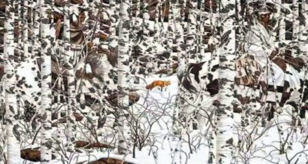 ছবিটি জুম করে লুকিয়া থাকা শিয়াল আর ঘোড়া খুঁজে বের করুন শিয়াল