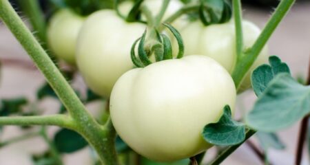 সাদা টম্যাটো