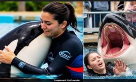 Jessica dolphin video viral