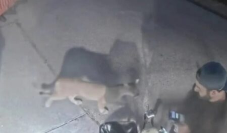 Mountain lion encounter in Malibu