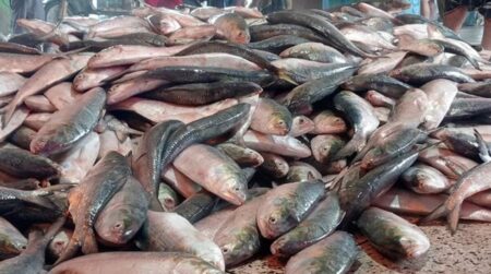 ইলিশে ভরে উঠছে বঙ্গোপসাগর
