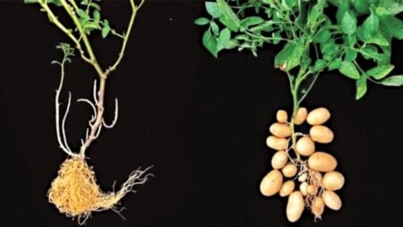 আদি টমেটোর প্রেমে