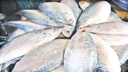 ভরা মৌসুমেও ইলিশের