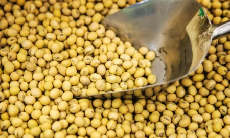 U.S. Tariffs Shift China Soybean Imports to Uruguay U.S. Tariffs Shift China Soybean Imports to Uruguay
(48 characters)