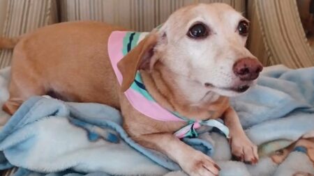 Blind Chicago Man Searches Miles Daily for Stolen Service Dog