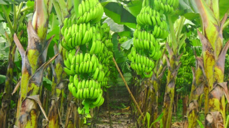 কলা চাষের সহজ পদ্ধতি, এভাবে চাষ করলে দ্রুত হবে বাম্পার ফলন কলা চাষের