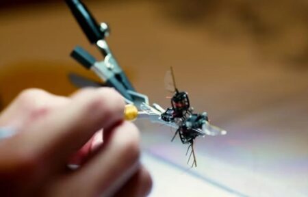 মৌমাছি-সদৃশ ক্ষুদ্র রোবট বানিয়ে চমকে দিলেন বিজ্ঞানীরা Bee Robot