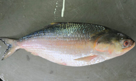 Big hilsa