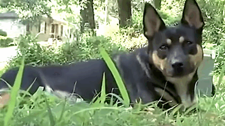 Alabama Dog’s Bone Discoveries Uncover Year-Long Homicide Mystery dog finds human bones